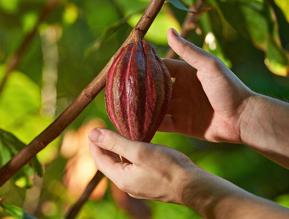 Grower relationship at origin